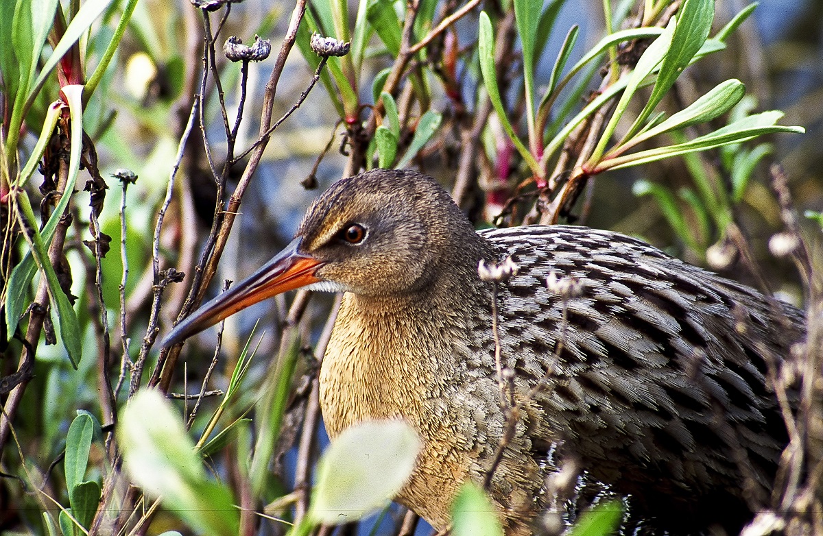 San Francisco Bay State of the Birds