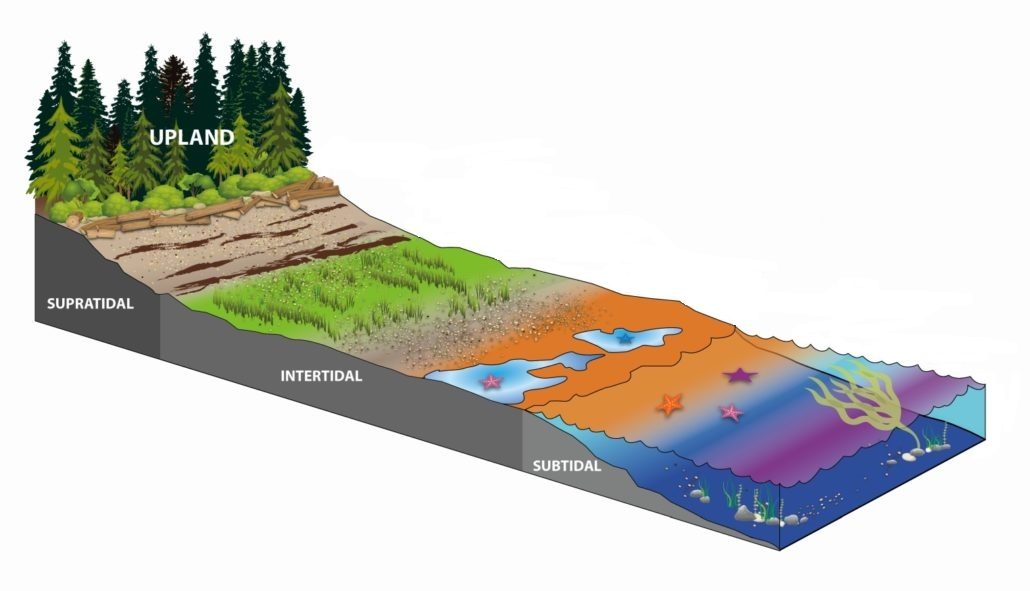 Estuary Habitats Estuary Habitats