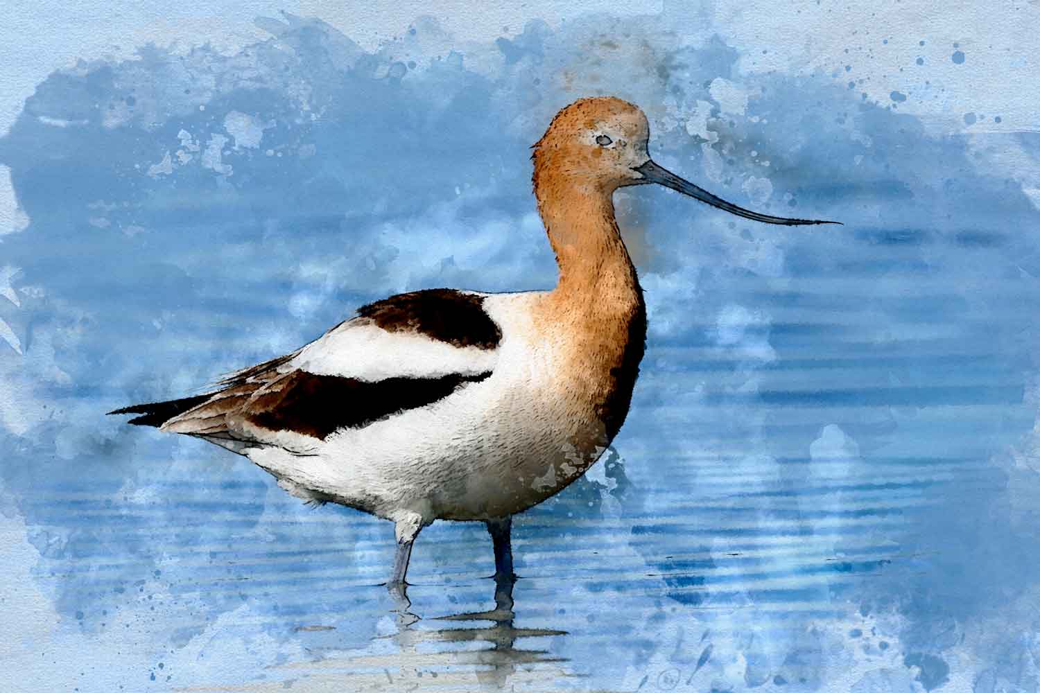 American Avocet