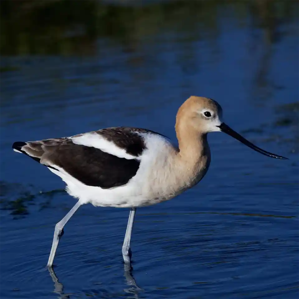 American Avocet