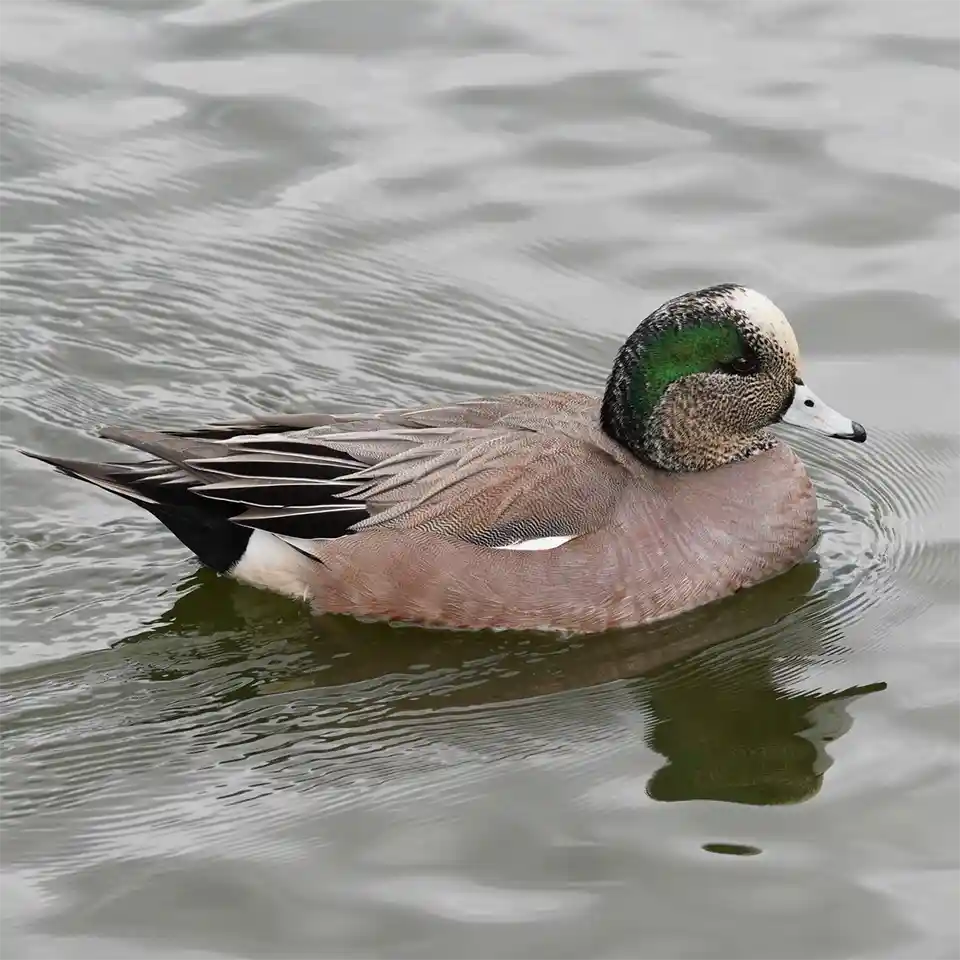 American Wigeon