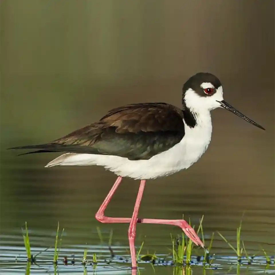 Black-necked stilt