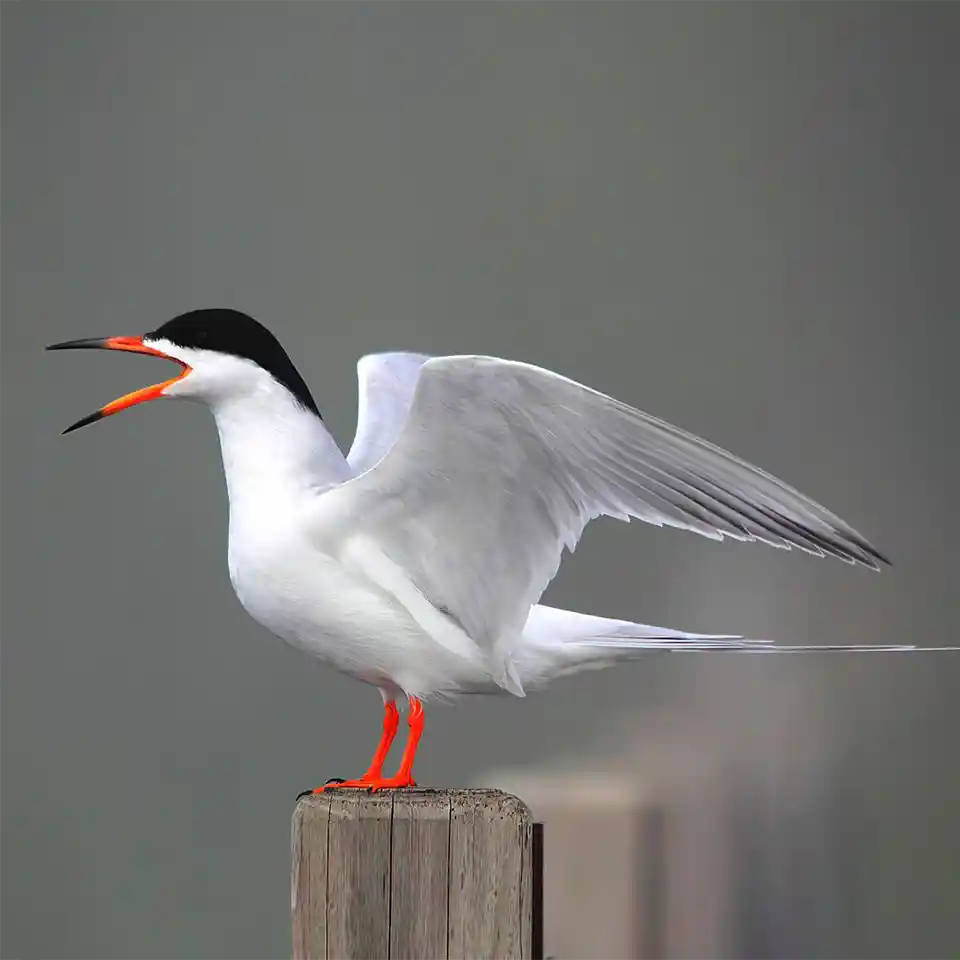 Forster's Tern