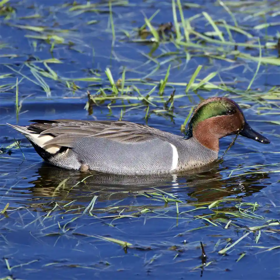 Green-winged Teal