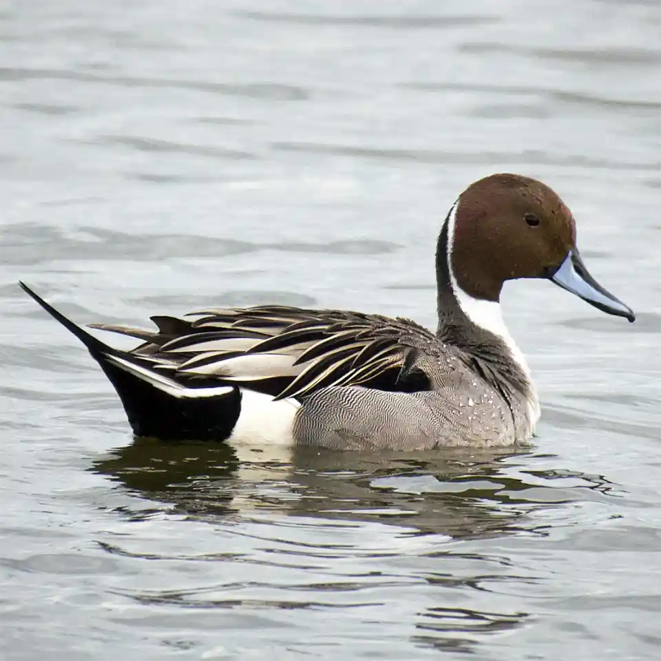 Northern Pintail