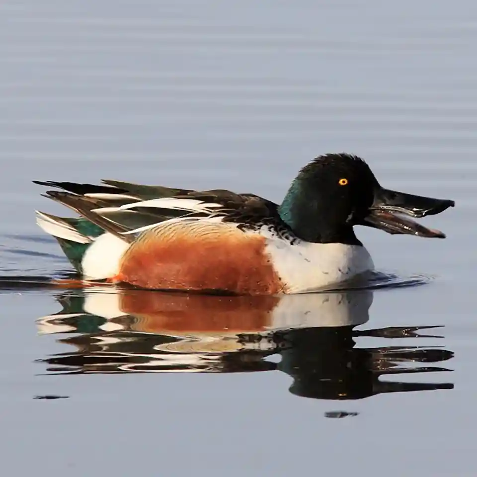 Northern Shoveler
