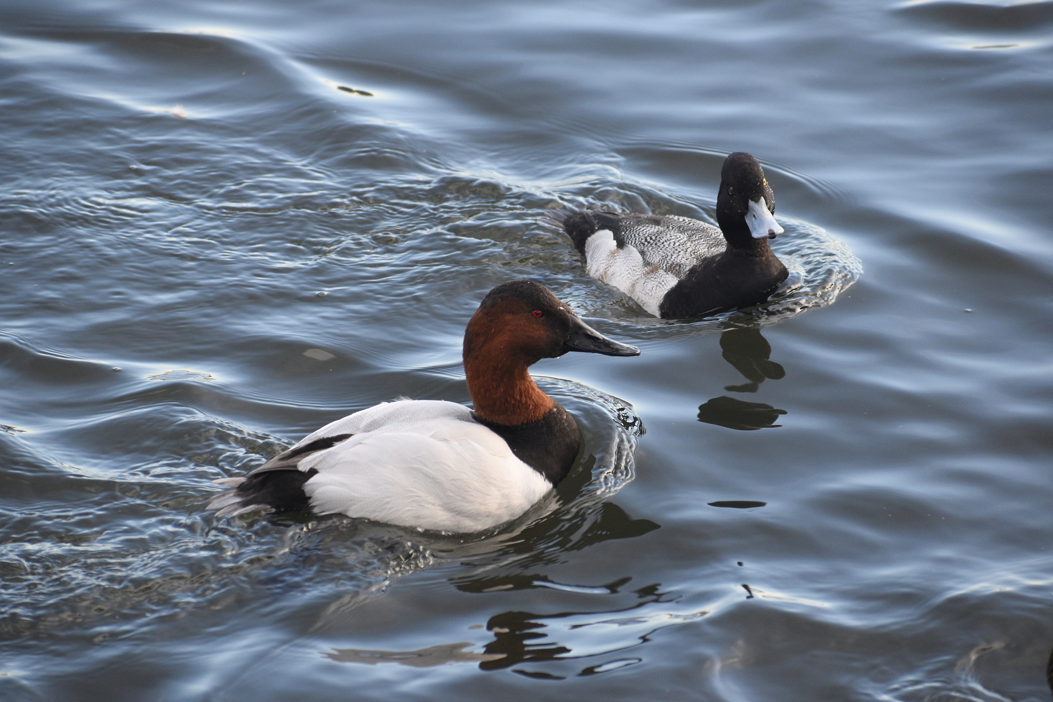 Diving canvasback