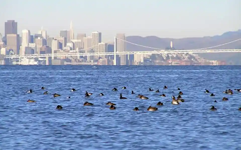 Diving Ducks Indicator Species