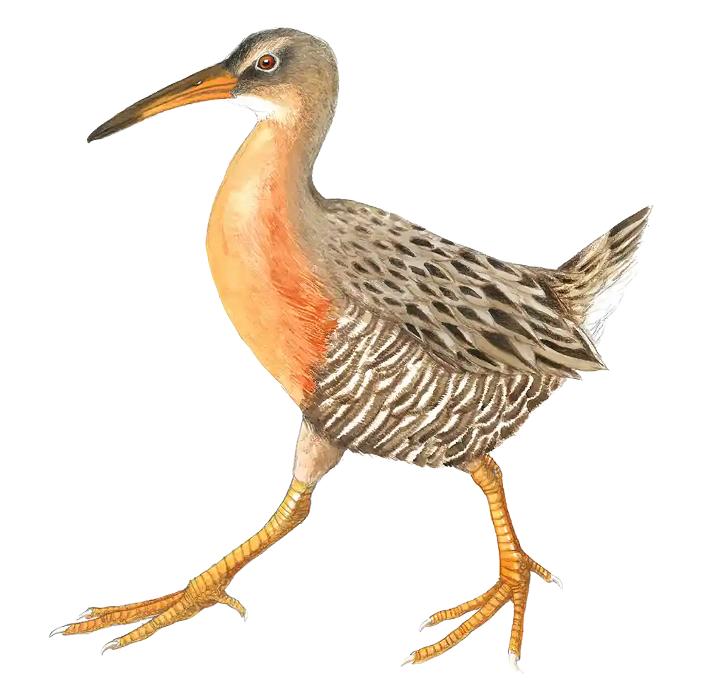 RIRA-Illustration-960 Ridgway's Rail
