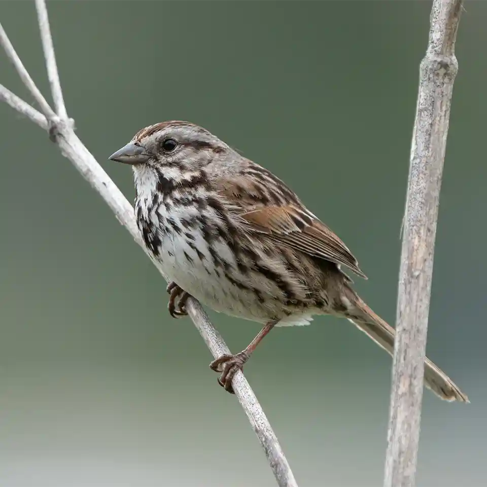 Song Sparrow Song Sparrow