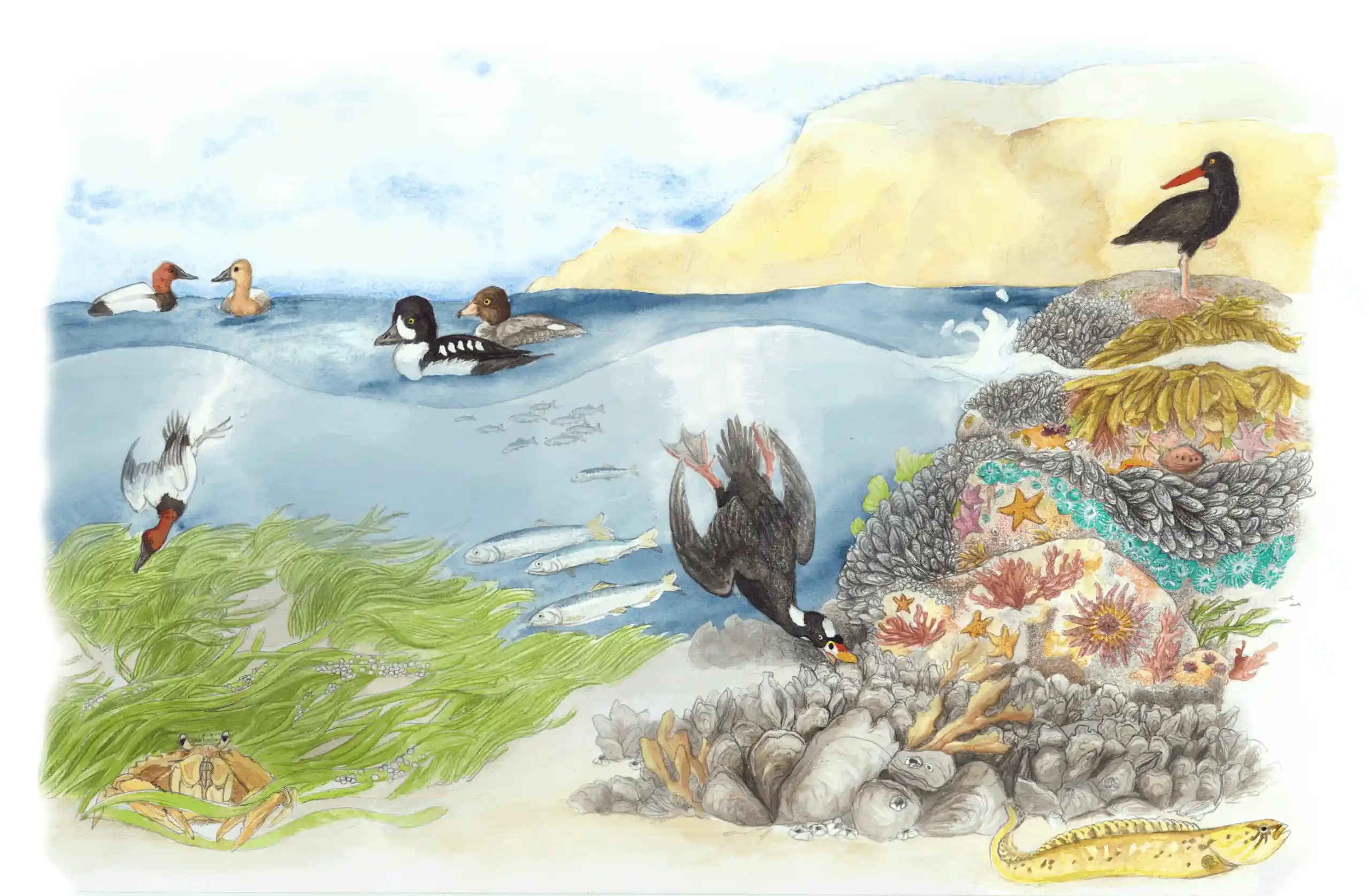 Subtidal Habitat