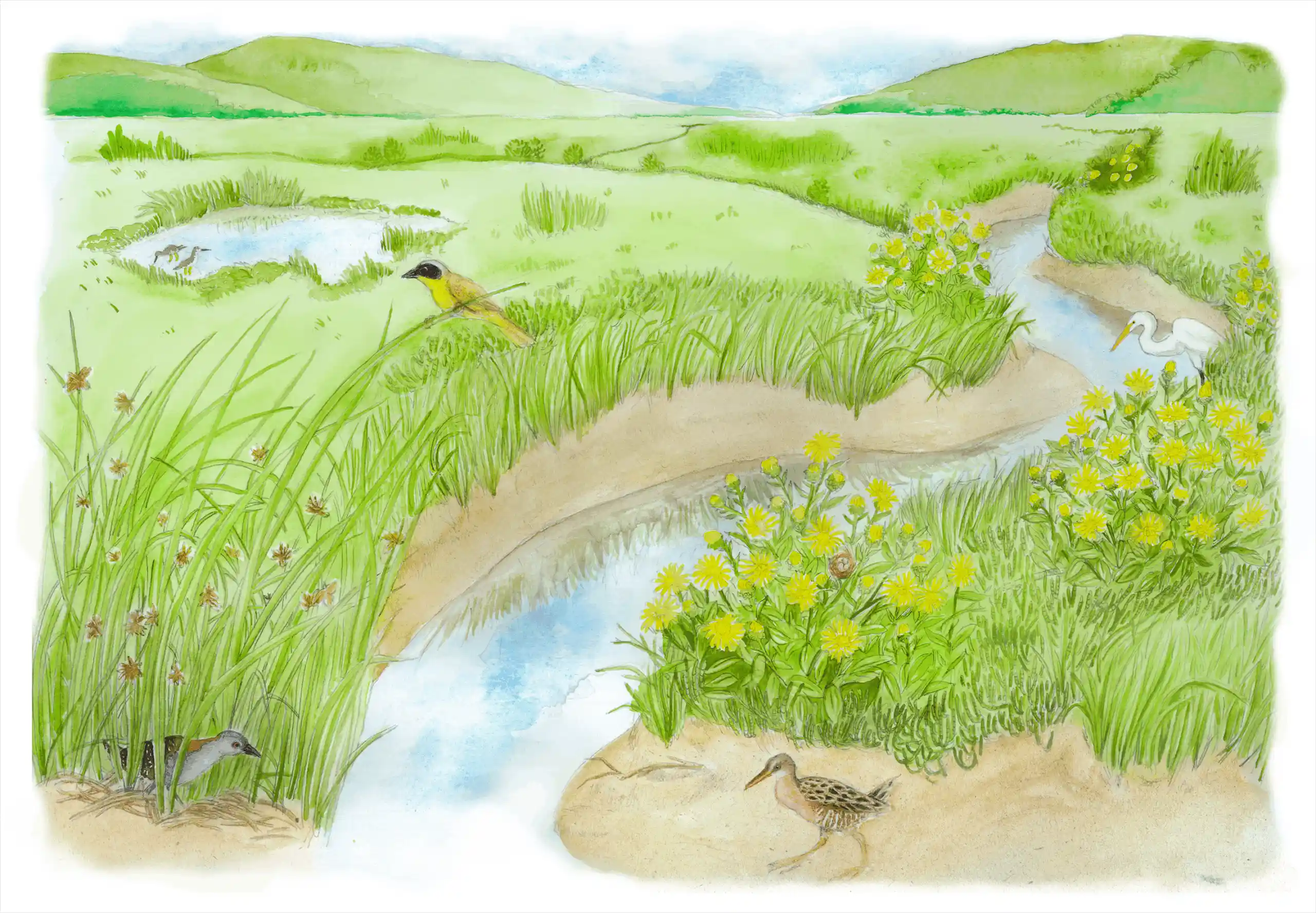 Nontidal wetlands and waters