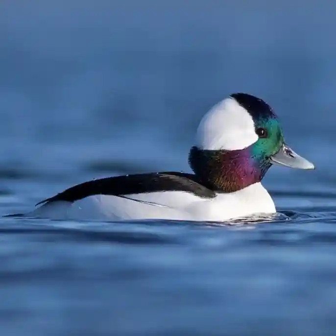 Bufflehead Bufflehead