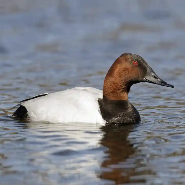 Canvasback Canvasback