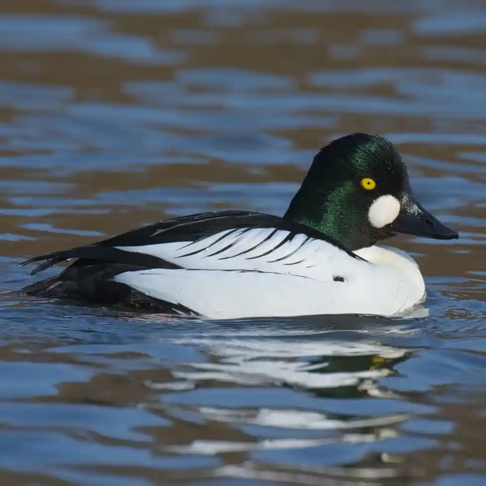 Common Goldeneye Common Goldeneye