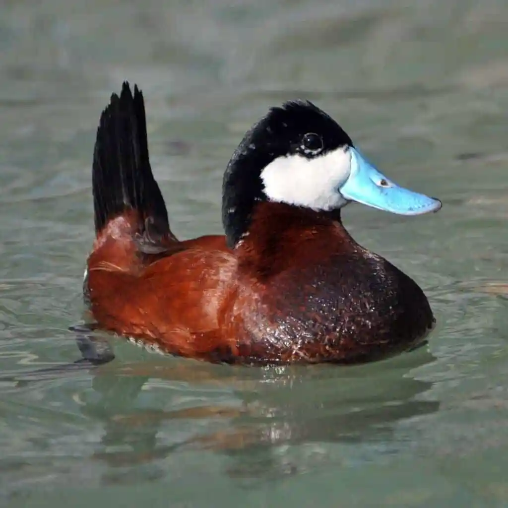 Ruddy Duck Ruddy Duck