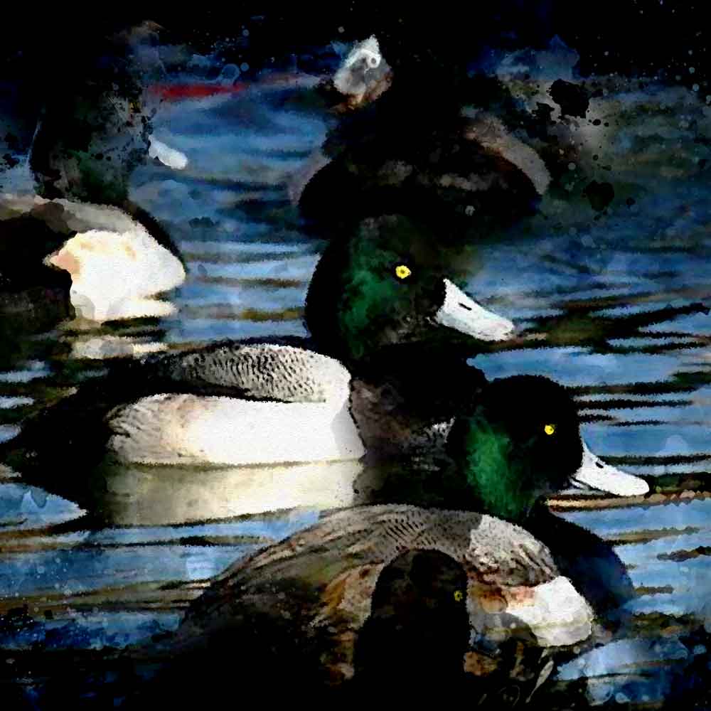 Diving Duck Trends across all habitats