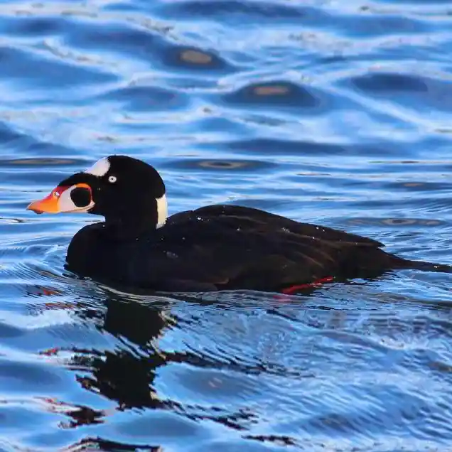 Surf Scoter Surf Scoter